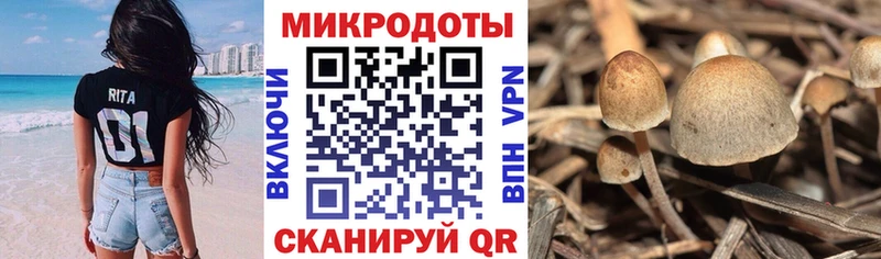 закладка  Медногорск  Галлюциногенные грибы Cubensis 